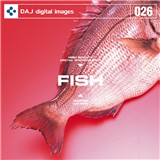 DAJ026 FISH �y�t���b�V���t�B�b�V�Y�z