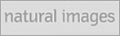 �ʐ^�f�� naturalimages