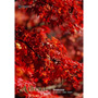 imageDJ Athena Vol.27 �G�߂̌i�F