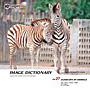 imageDJ Image Dictionary Vol.27 ���� 