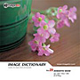 �ʐ^�f�� IMAGE DICTIONARY Vol.29 ���}���e�B�N