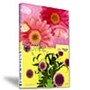 �ʐ^�f�� �v���̑f�� Vol.86 �t�����[2