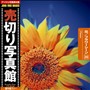 ���؂�ʐ^�� JFI Vol.020 �ԁ^�t�����[�V�[�� Flowers