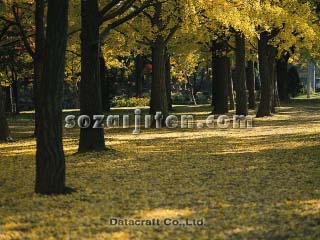 �C�`���E����