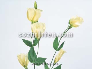 �g���R�M�L���E