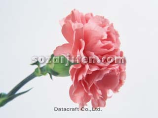 �J�[�l�[�V����