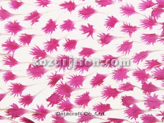 �J�[�l�[�V����