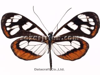 �J�o�C���X�J�V�}�_��