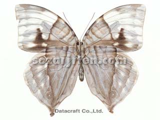 �A�T�M�g�K���o�������`���E