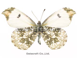 �c�}�L�`���E