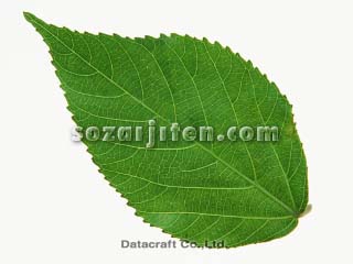 �t