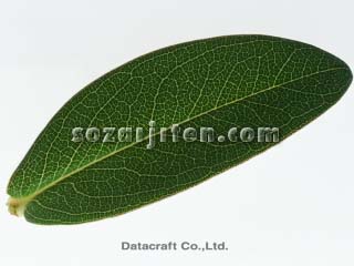 �t