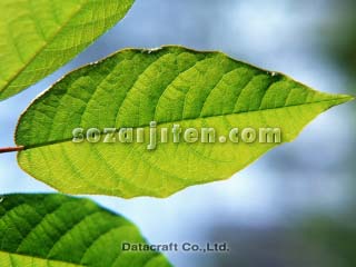 �t