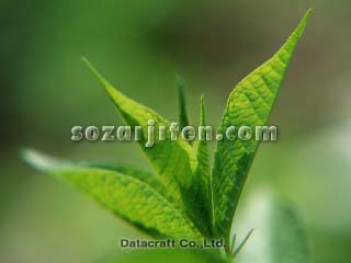 �t