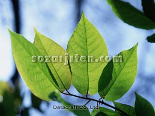 �t