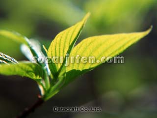 �t