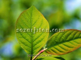 �t