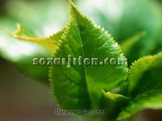 �t