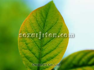 �t