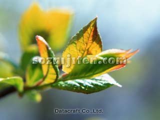 �t