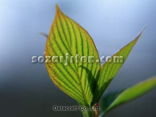 �t