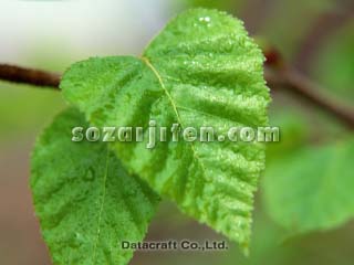 �t