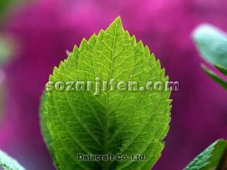 �t