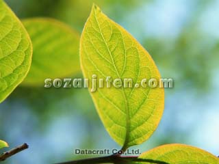�t