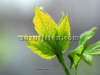 �t