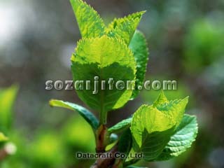 �t