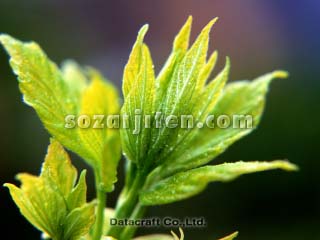 �t