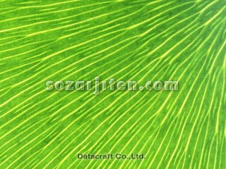 �C�`���E