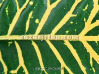 �N���g��
