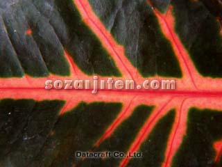 �N���g��