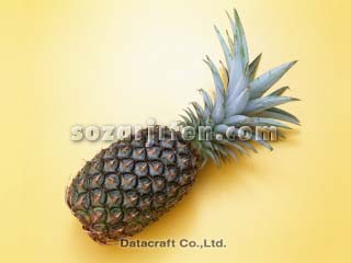 �p�C�i�b�v��