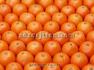 �I�����W