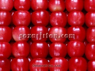 �T�N�����{