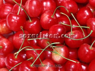 �T�N�����{