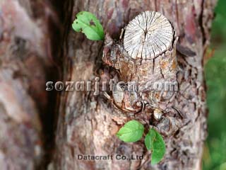 �G�]�m�R�����S