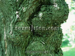 �Z�C���E�n�R���i�M