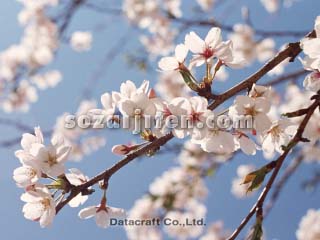 �T�N��