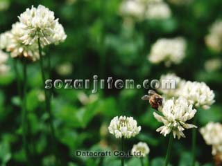 �V���c���N�T