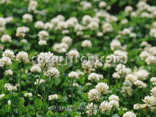 �V���c���N�T