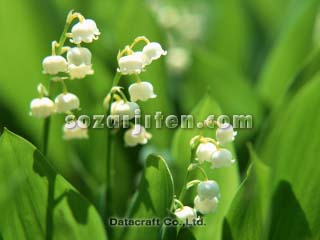 �X�Y����