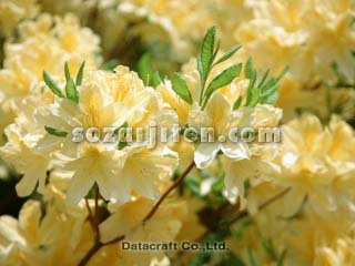 �L�����Q�c�c�W