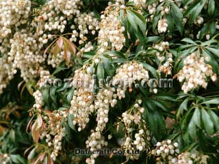 �A�Z�r