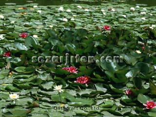 �X�C����