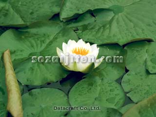 �X�C����