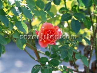 �o��