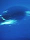 海王星の大黒斑（NASA提供）